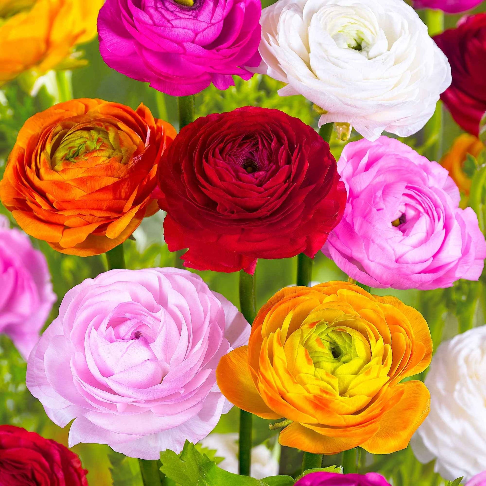 Ranunculus asiaticus - Ranunkel Mischung - Ranunkeln-Zwiebeln