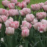 Tulpen 'Foxtrot' (x10) - Tulipa foxtrot - Bakker
