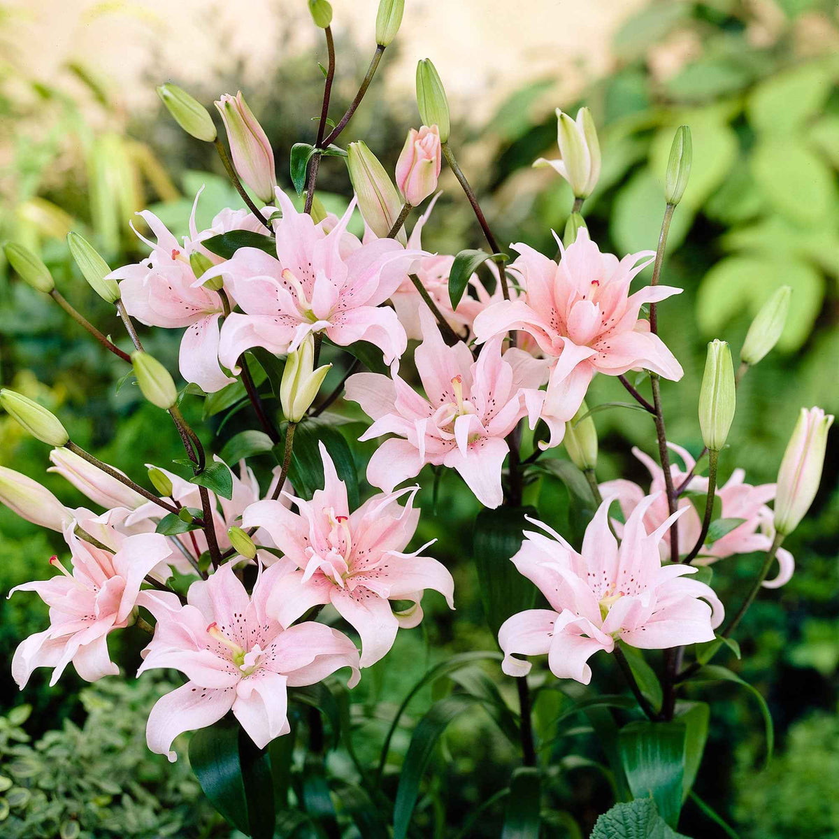 Asiatische Lilie 'Elodie' (x3) - Bakker