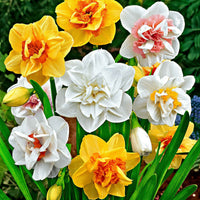 Gefüllte Narzissen Mischung - Narcissus - Bakker