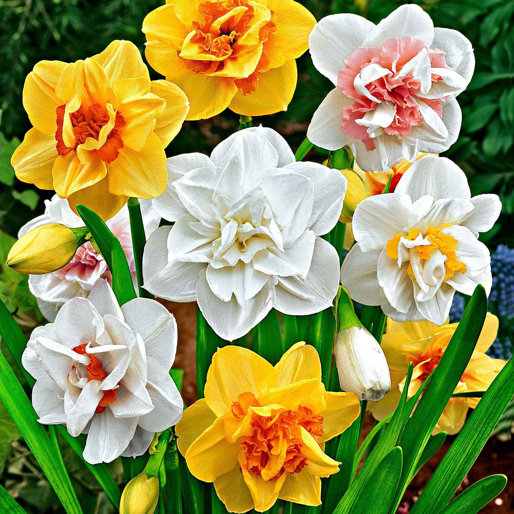 Gefüllte Narzissen Mischung - Narcissus - Bakker