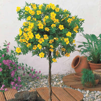 Fingerstrauch 'Goldfinger' - Potentilla fruticosa - Bakker