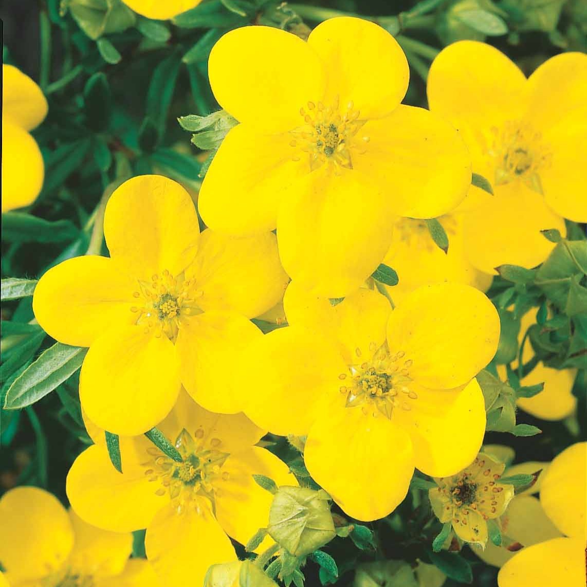 Potentilla fruticosa - Fingerstrauch 'Goldfinger' - Blühende Sträucher