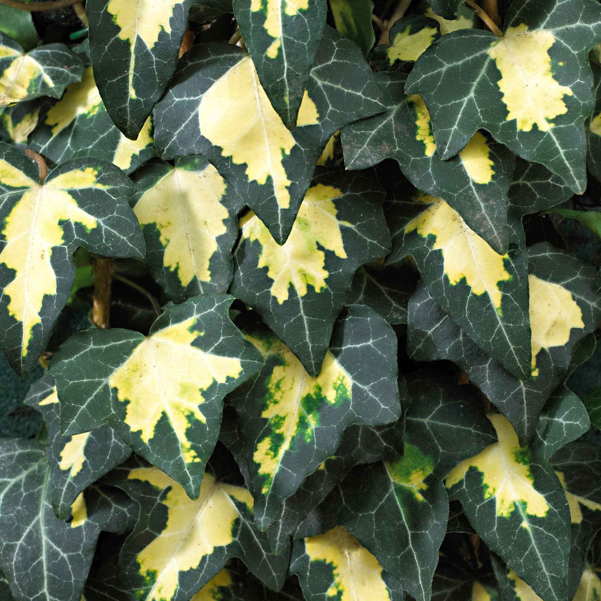 Efeu ‘Goldheart’ - Hedera helix Goldheart - Bakker