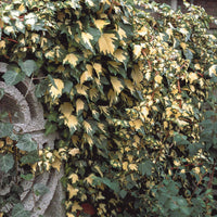 Hedera helix Goldheart - Efeu ‘Goldheart’ - Kletter-Efeu - Hedera