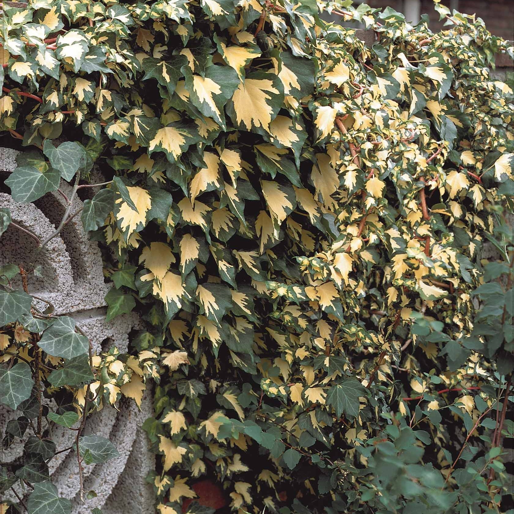 Hedera helix Goldheart - Efeu ‘Goldheart’ - Kletter-Efeu - Hedera