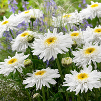 Sommermargerite 'Wirral Supreme' - Bakker