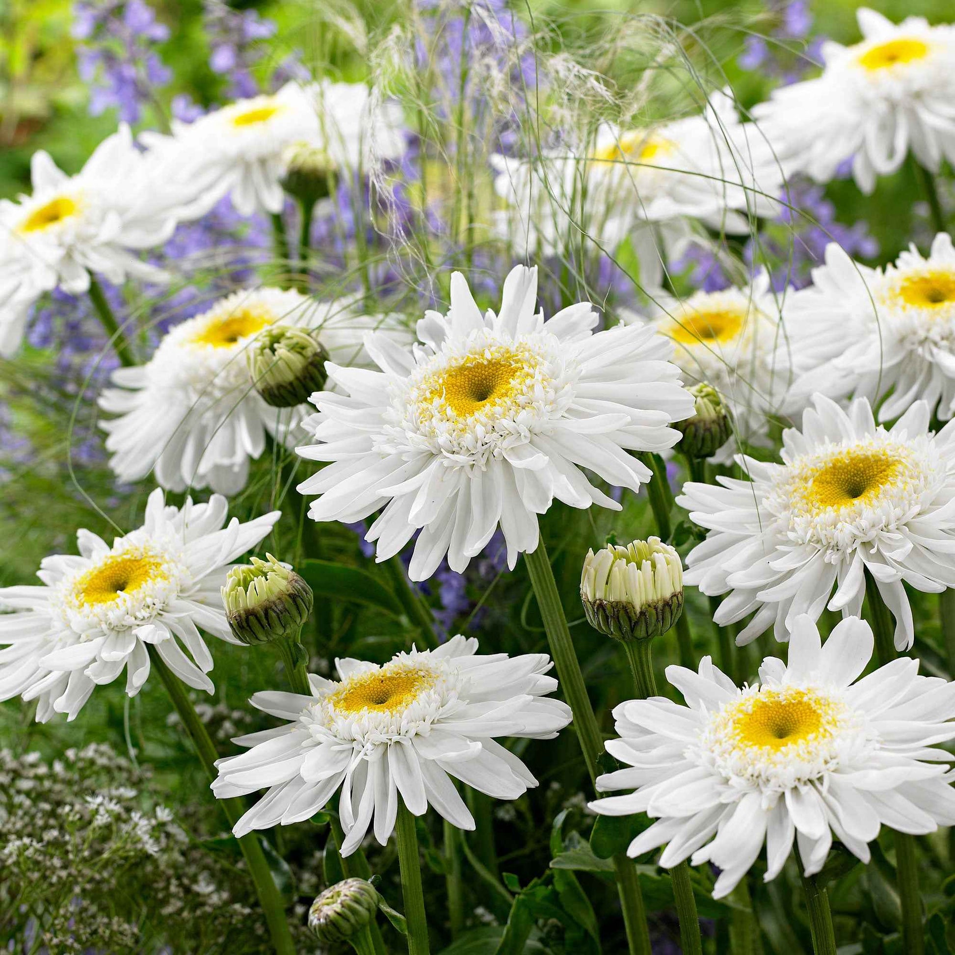 Sommermargerite 'Wirral Supreme' - Bakker