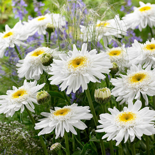 Sommermargerite 'Wirral Supreme' - Bakker