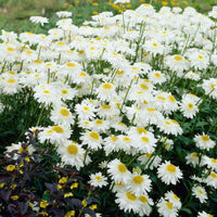 Sommermargerite 'Wirral Supreme' - Leucanthemum superbum Wirral Supreme - Bakker