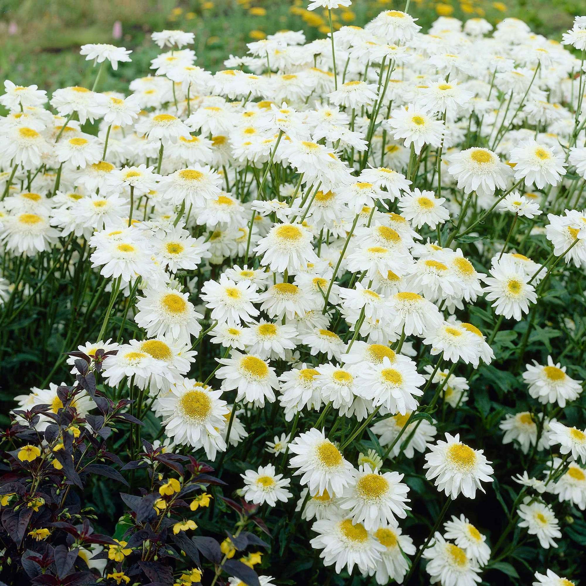 Sommermargerite 'Wirral Supreme' - Leucanthemum superbum Wirral Supreme - Bakker