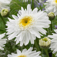 Leucanthemum superbum Wirral Supreme - Sommermargerite 'Wirral Supreme' - Leucanthemum - Margerite