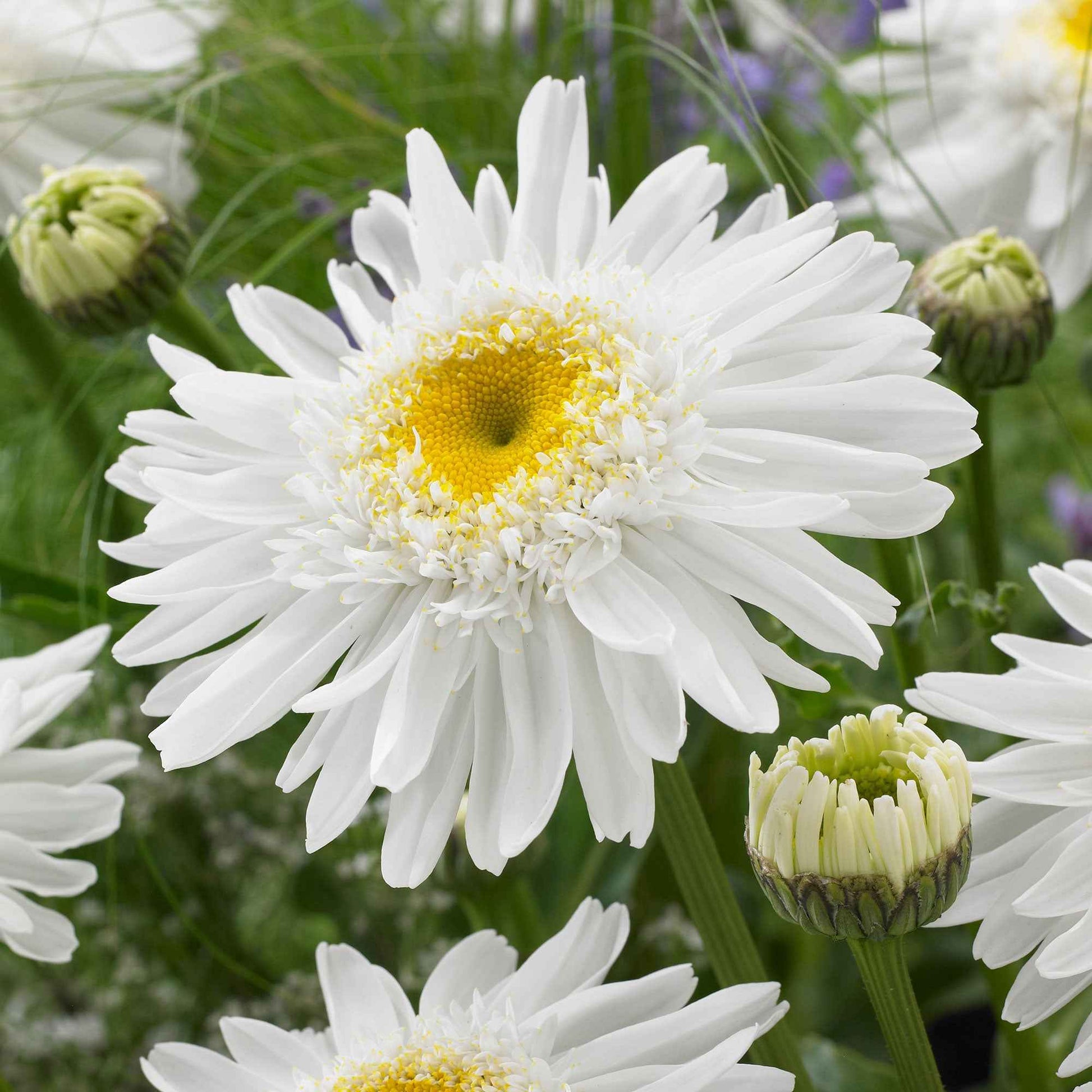 Leucanthemum superbum Wirral Supreme - Sommermargerite 'Wirral Supreme' - Leucanthemum - Margerite