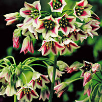 Bulgarischer Lauch 'Bulgaricum' (x15) - Allium bulgaricum - Bakker