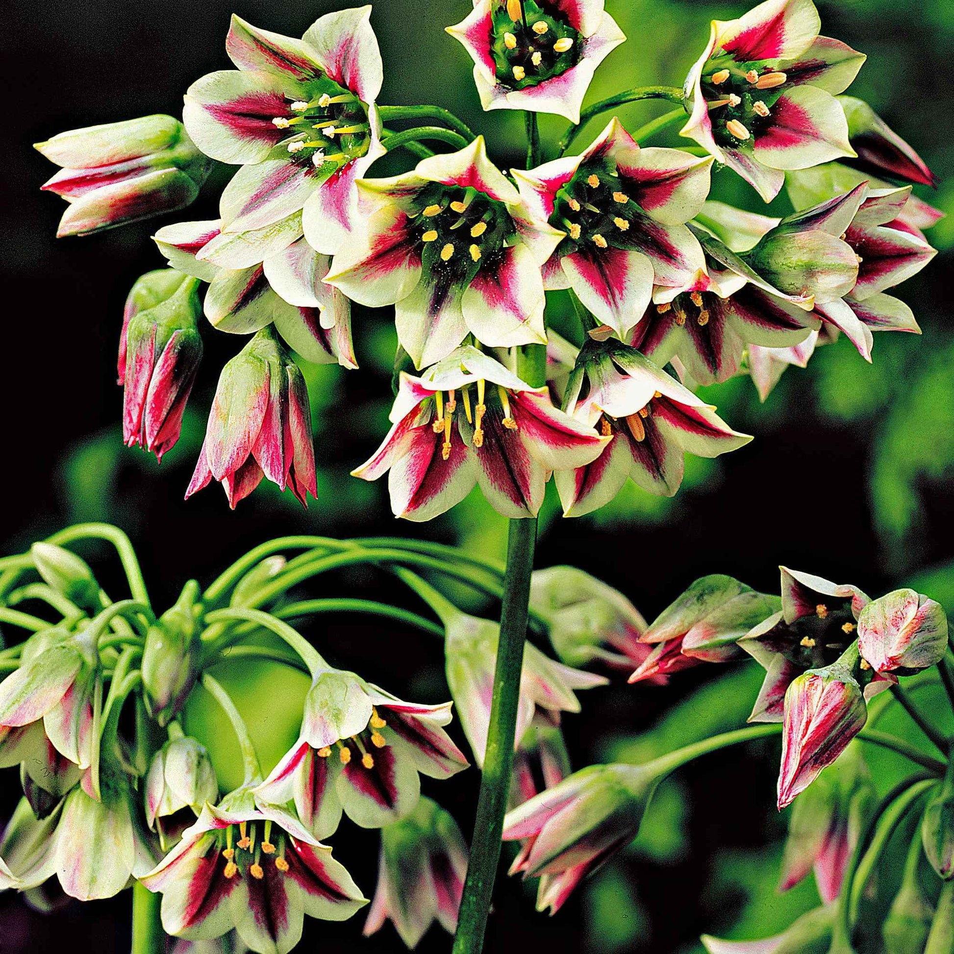 Bulgarischer Lauch 'Bulgaricum' (x15) - Allium bulgaricum - Bakker