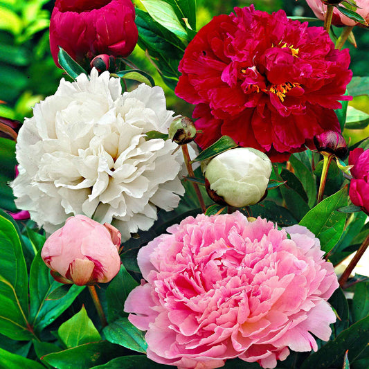 Pfingstrosen-Kollektion 'Immaculée', 'Sorbet', 'Red Charm' - Bakker