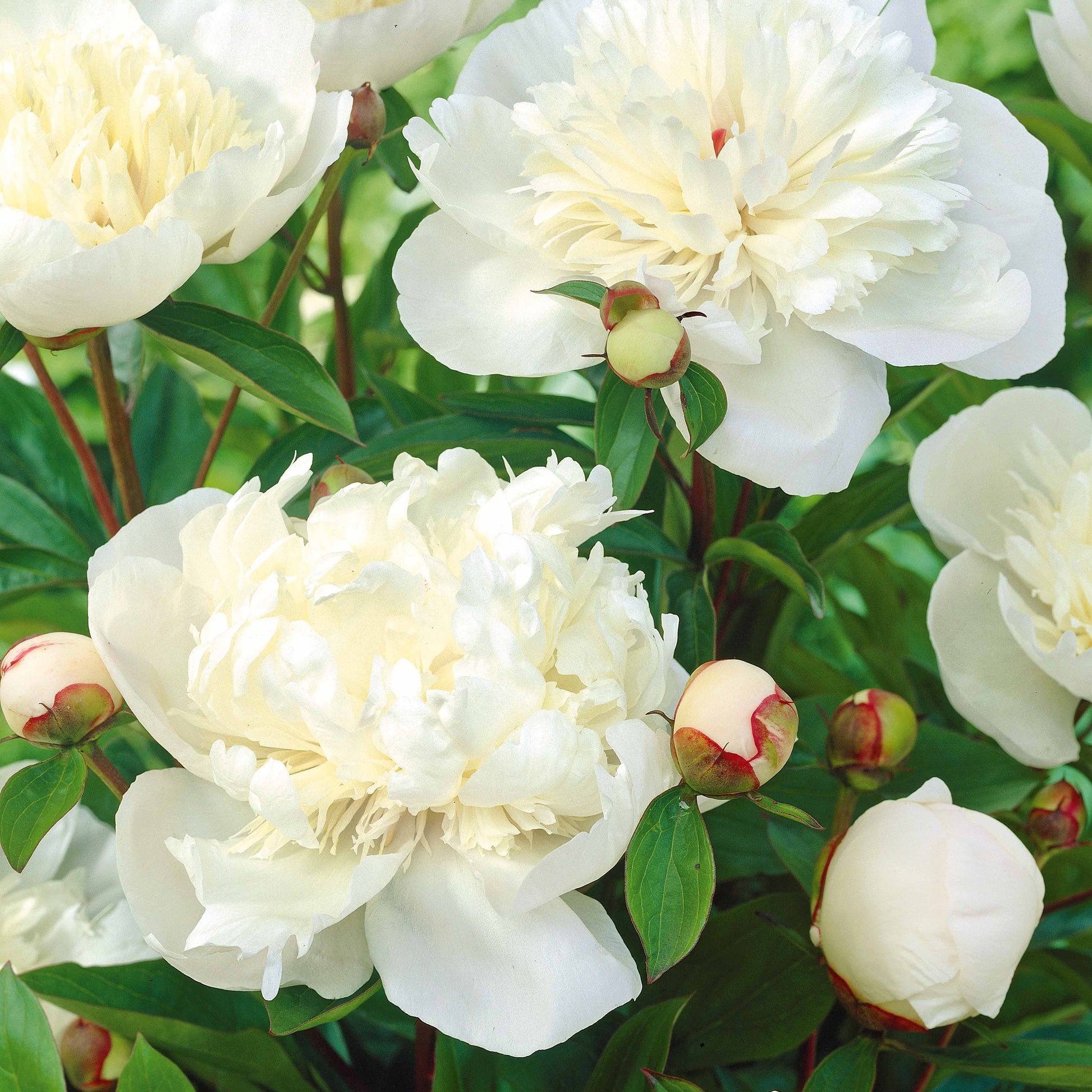 Verkauf Pfingstrosen-Kollektion 'Immaculée', 'Sorbet', 'Red Charm' - Paeonia lactiflora x Sorbet, Immaculée, Red Charm