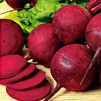 Rote Beete 'Kogel 2' - Beta vulgaris kogel 2 - Bakker