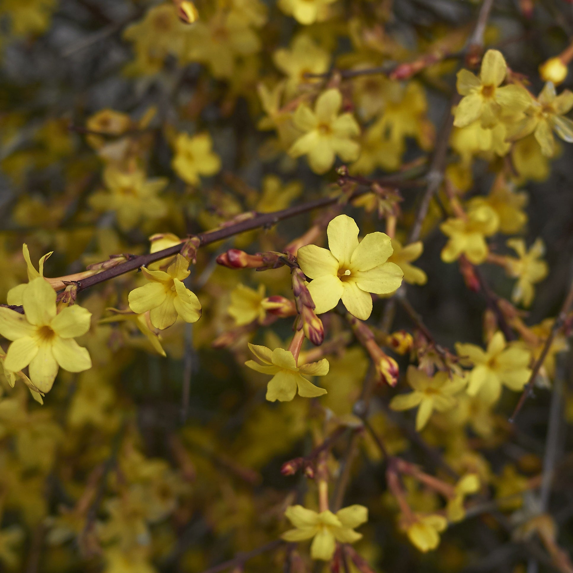 Verkauf Winterjasmin - Jasminum nudiflorum