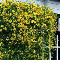 Winterjasmin - Bakker