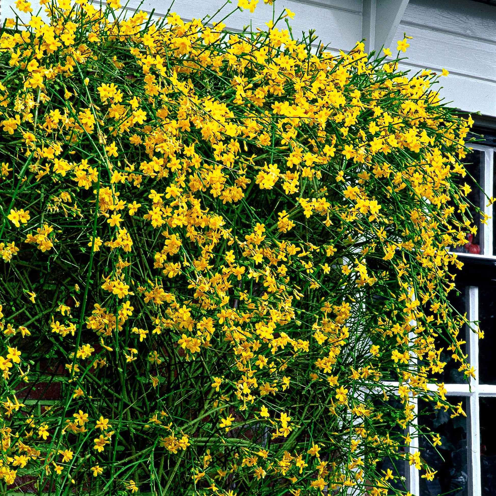 Winterjasmin - Bakker