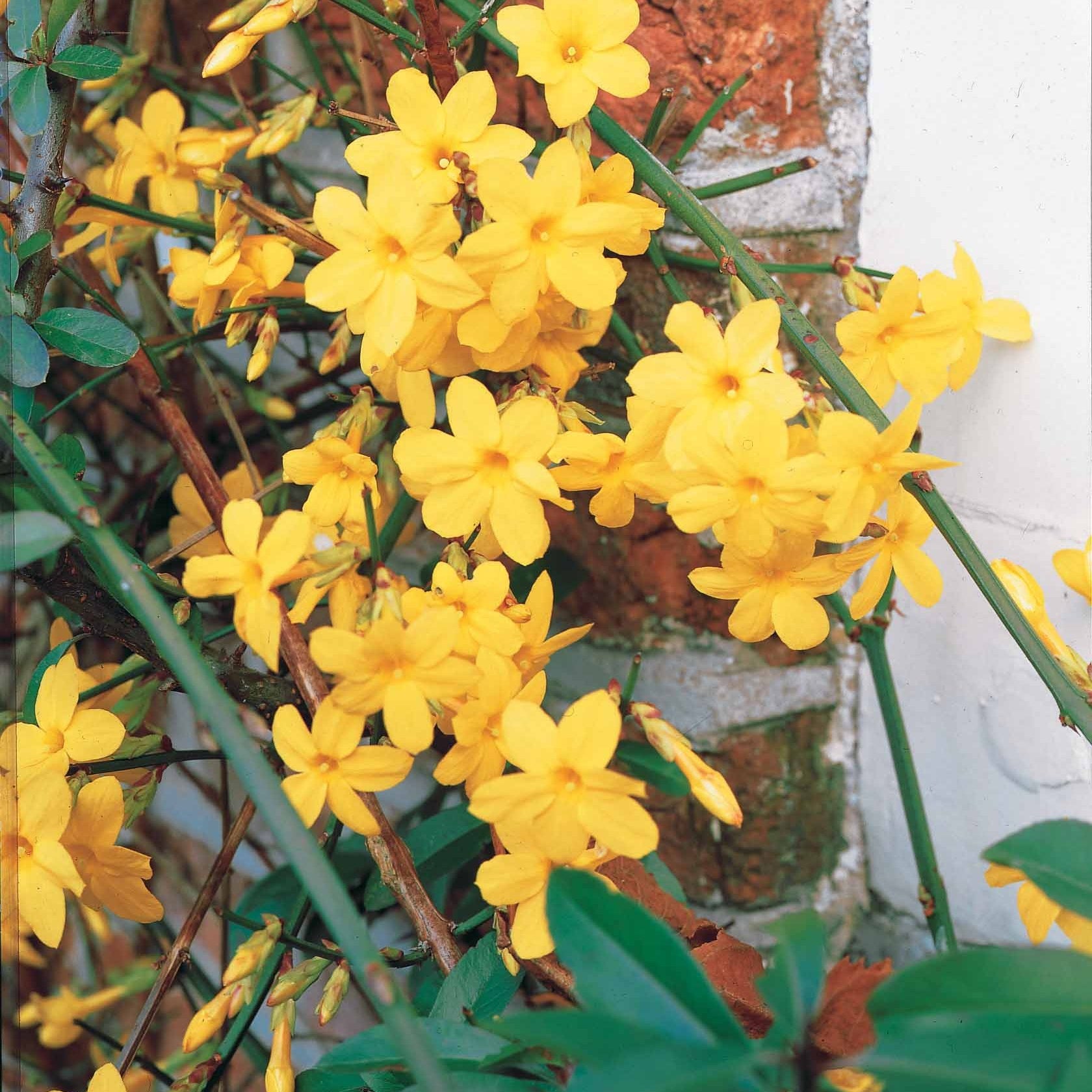Winterjasmin - Kletterpflanzen - Bakker