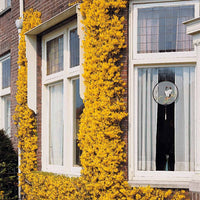 Winterjasmin - Jasminum nudiflorum - Bakker
