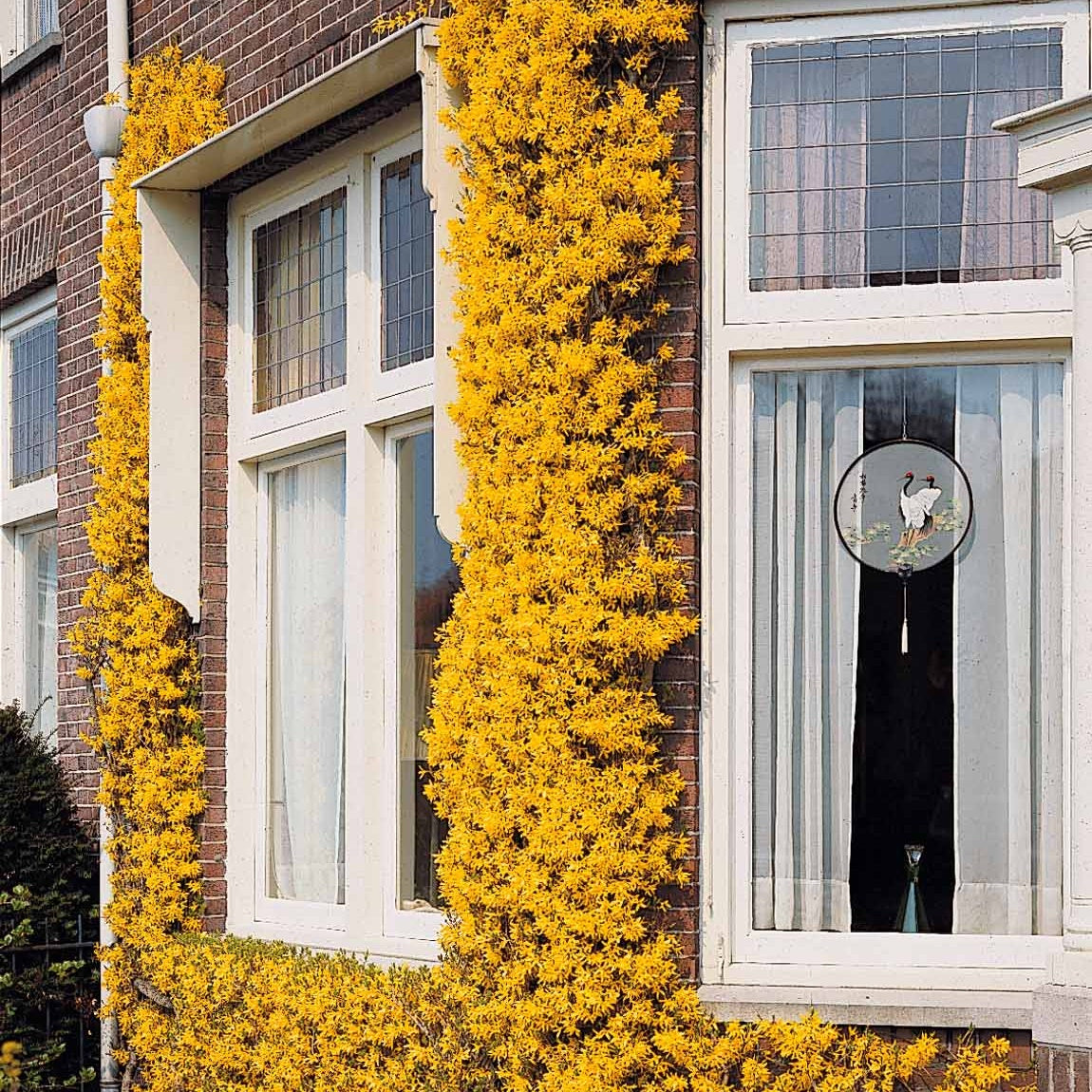 Winterjasmin - Jasminum nudiflorum - Bakker
