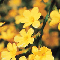 Kletterpflanzen - Winterjasmin - Jasminum nudiflorum