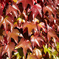 Jungfernrebe - Parthenocissus tricuspidata Veitchii - Bakker