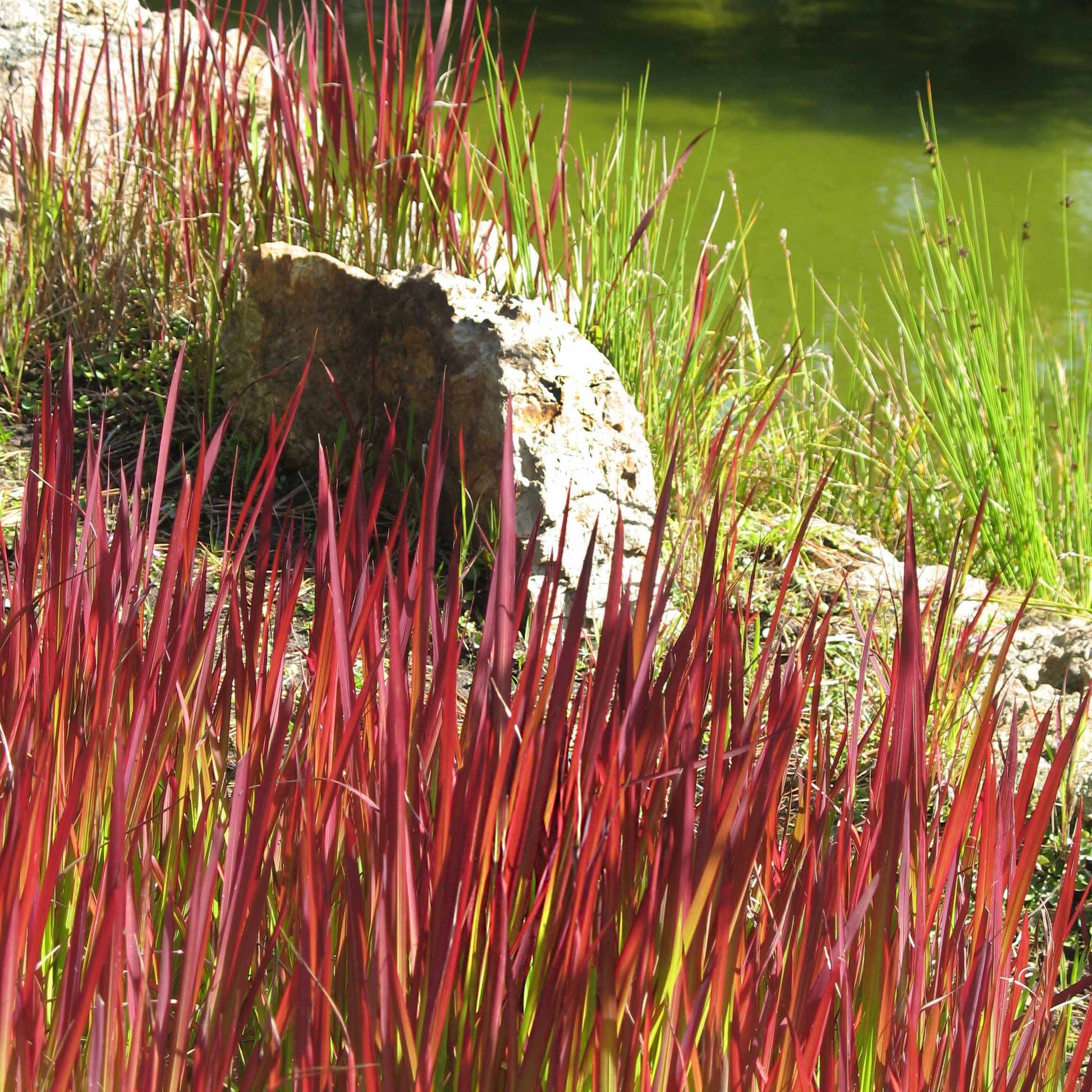 Imperata cylindrica Red Baron - Japanisches Blutgras 'Red Baron' - Gräser