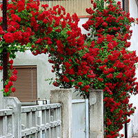 Kletterrose ‘Santana’® - Rosa santana ® - Bakker
