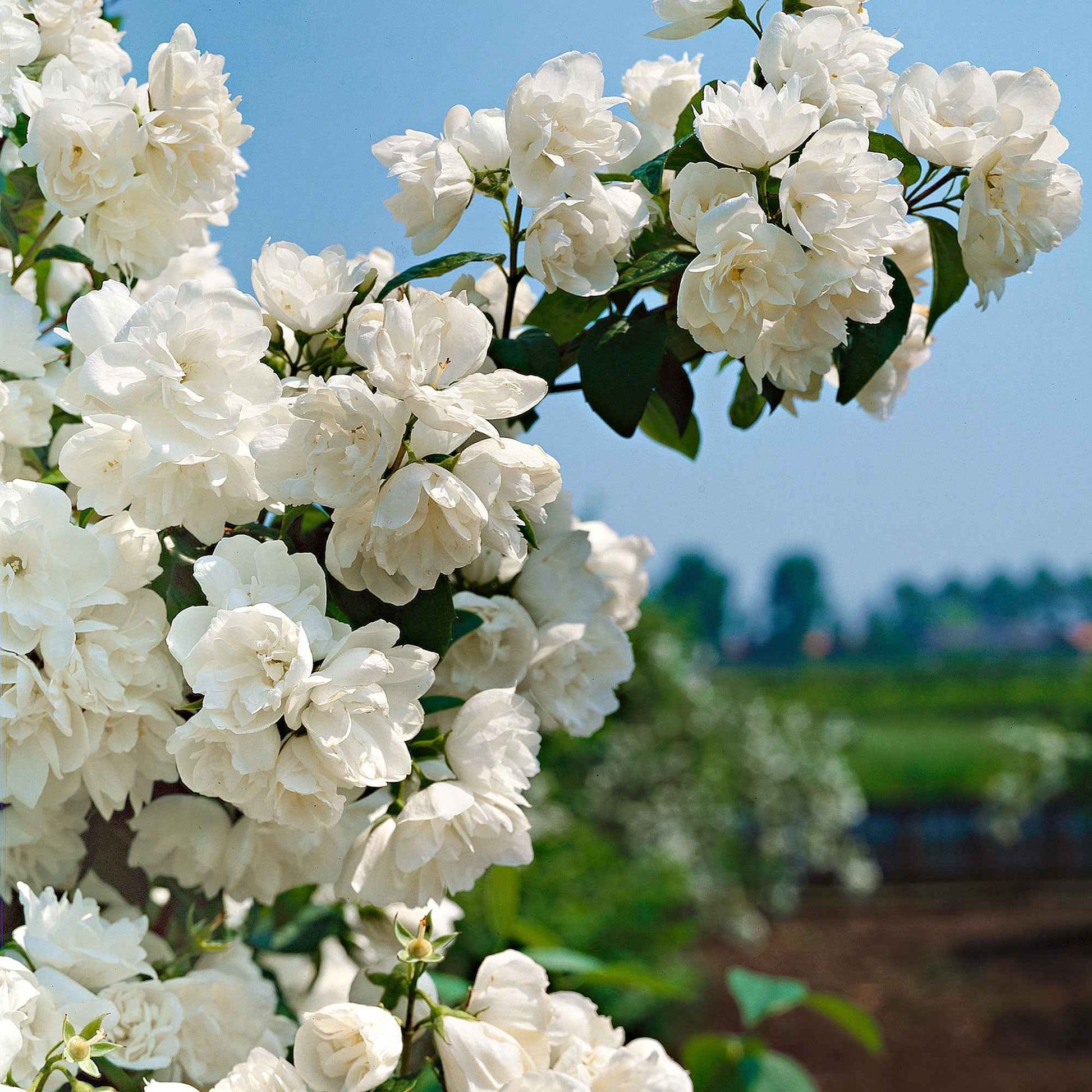 Philadelphus virginal - Pfeifenstrauch 'Virginal' - Blühende Sträucher