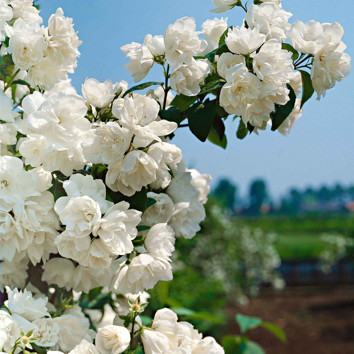 Philadelphus virginal - Pfeifenstrauch 'Virginal' - Blühende Sträucher