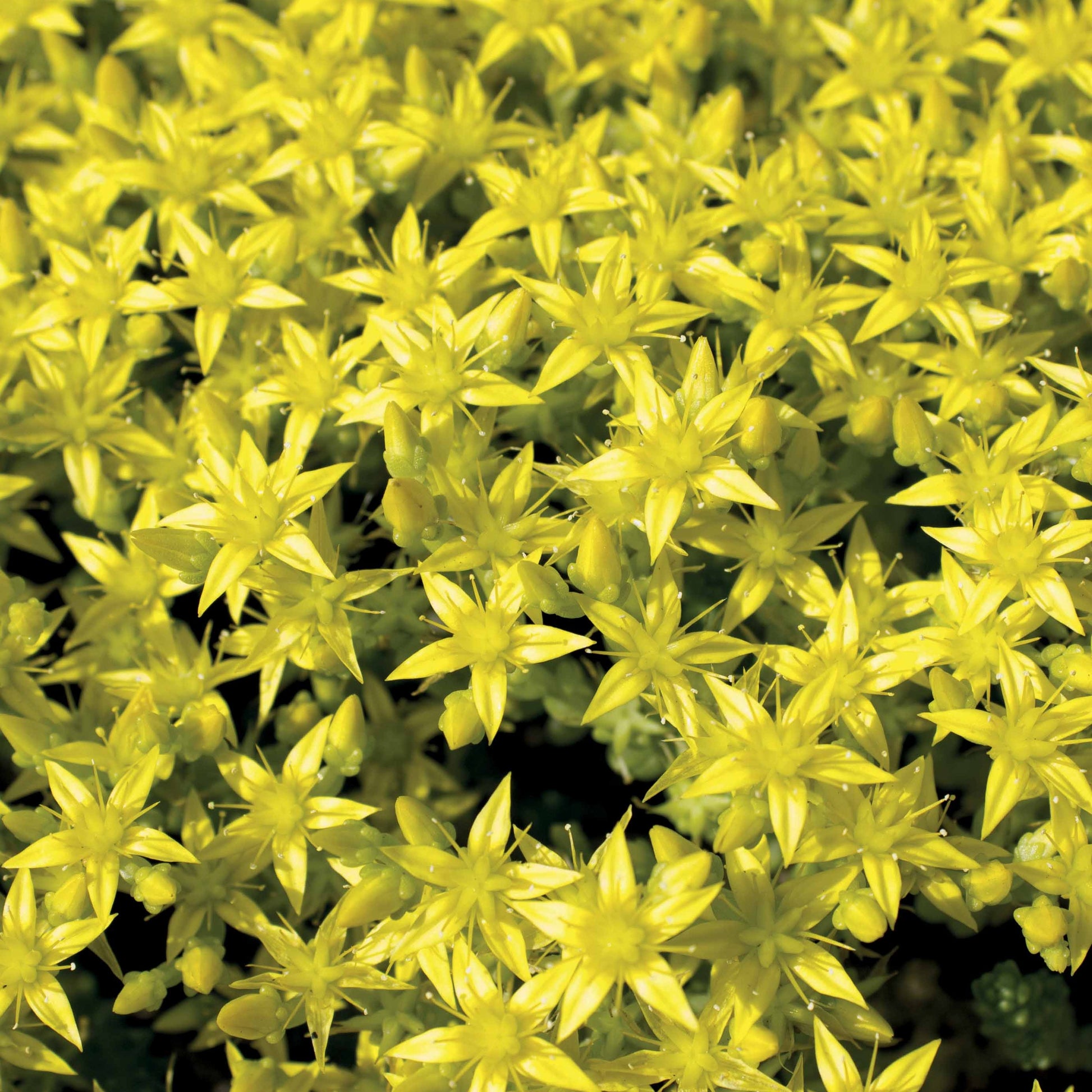 Verkauf Scharfer Mauerpfeffer (x2) - Sedum acre