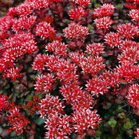 Sedum spurium Schorbuser Blut - Teppich-Fettblatt 'Schorbuser Blut' - Bodendecker