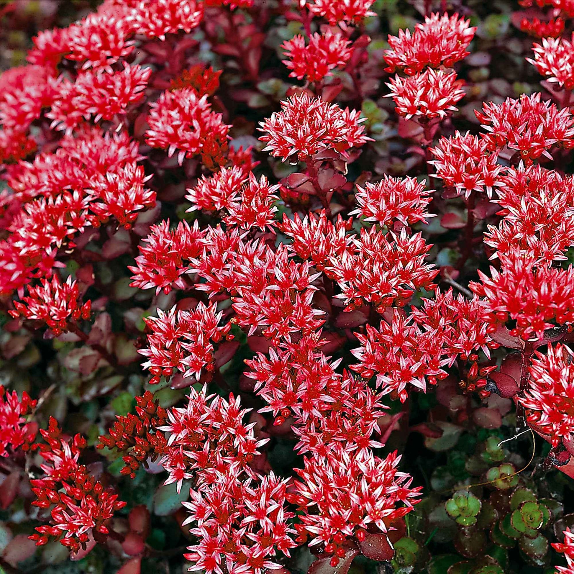 Sedum spurium Schorbuser Blut - Teppich-Fettblatt 'Schorbuser Blut' - Bodendecker