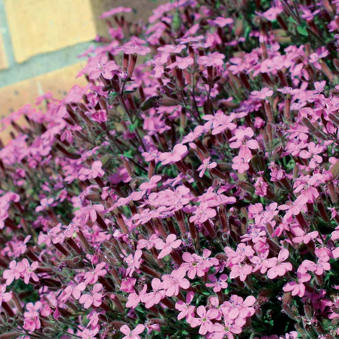 Nackte Wurzeln - Kissen-Seifenkraut (x5) - Saponaria ocymoïdes