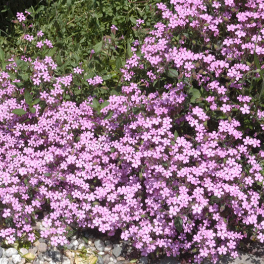 Kissen-Seifenkraut (x5) - Bakker