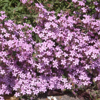 Kissen-Seifenkraut (x5) - Saponaria ocymoïdes - Bakker