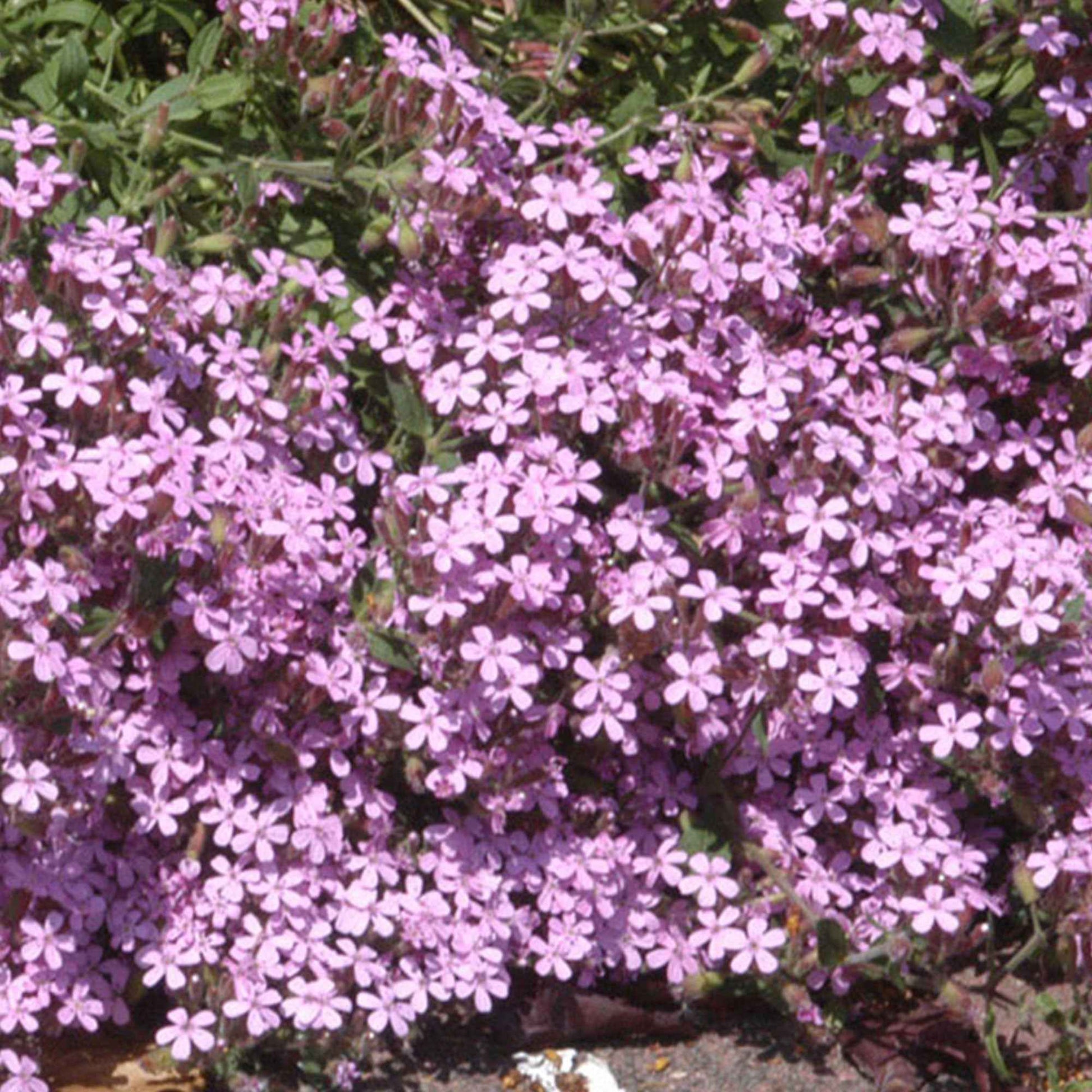 Kissen-Seifenkraut (x5) - Saponaria ocymoïdes - Bakker