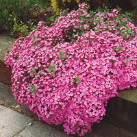 Verkauf Kissen-Seifenkraut (x5) - Saponaria ocymoïdes