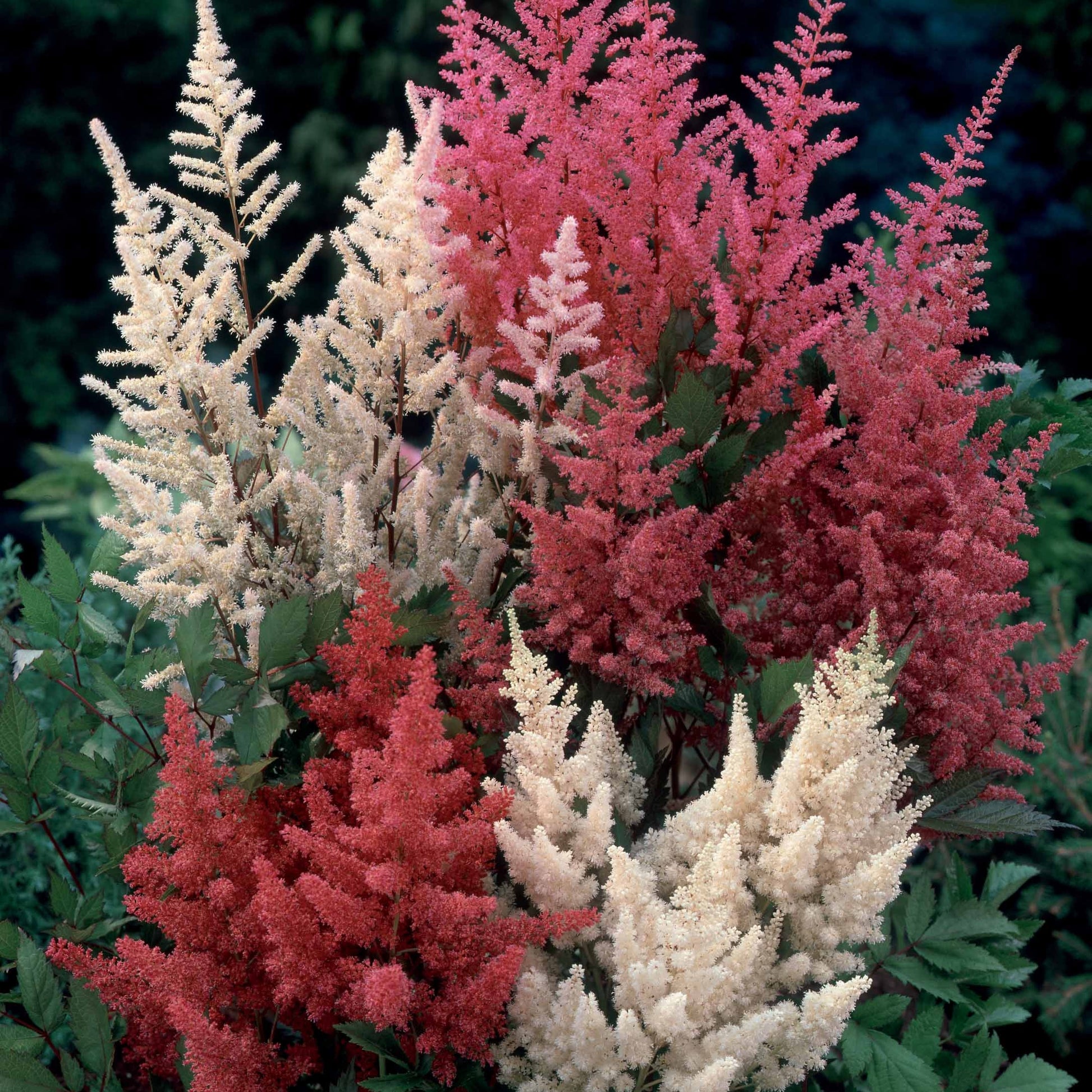 Astilben Mischung (x4) - Astilbe - Bakker