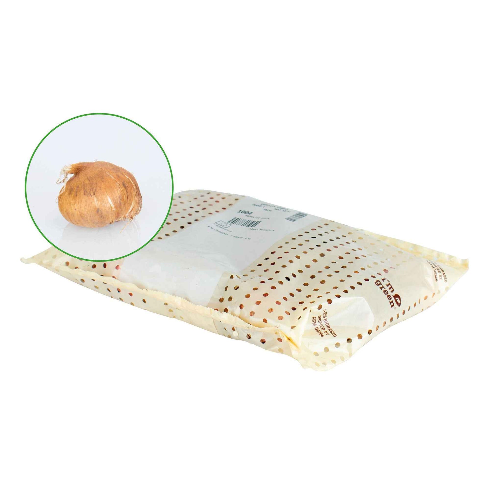 Glamini - Mini-Gladiolen Mischung (x12) - Gladiole-Zwiebeln