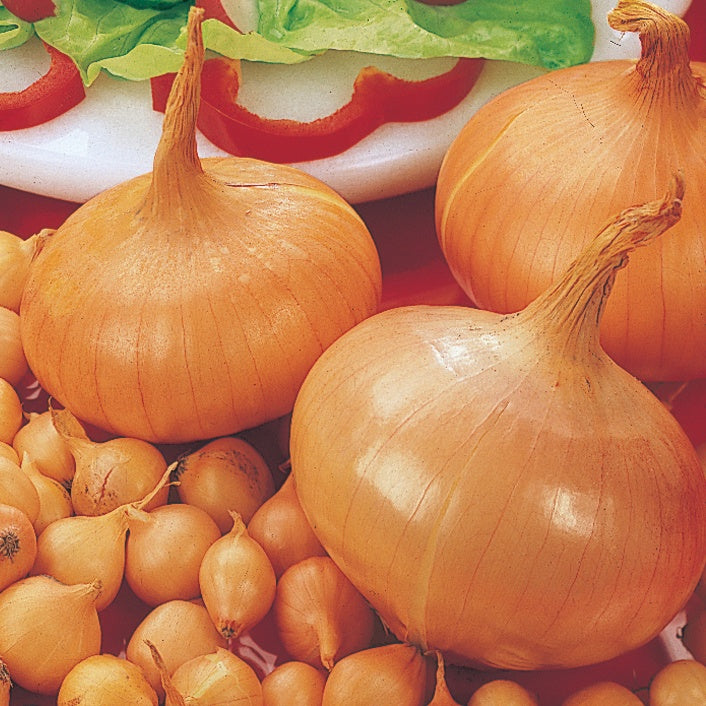 Zwiebel 'Stuttgarter Riesen' - Allium cepa  stuttgarter riesen - Bakker
