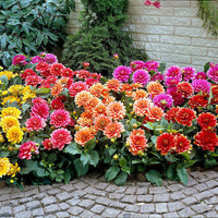 Zwerg-Dahlien Mischung - Dahlia berliner kleene, bluesette, margareth kleen - Bakker