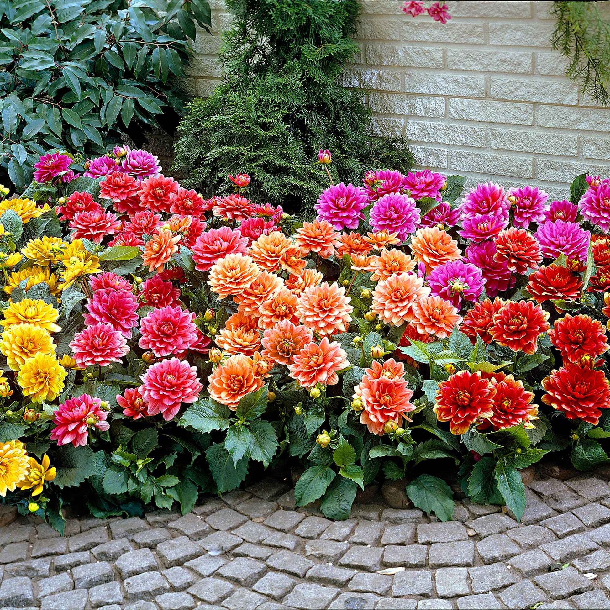 Zwerg-Dahlien Mischung - Dahlia berliner kleene, bluesette, margareth kleen - Bakker