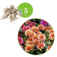 Verkauf Zwerg-Dahlien Mischung - Dahlia berliner kleene, bluesette, margareth kleen