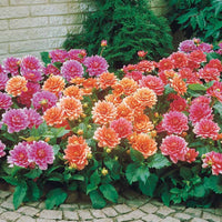 Dahlia berliner kleene, bluesette, margareth kleen - Zwerg-Dahlien Mischung - Dahlien-Zwiebeln