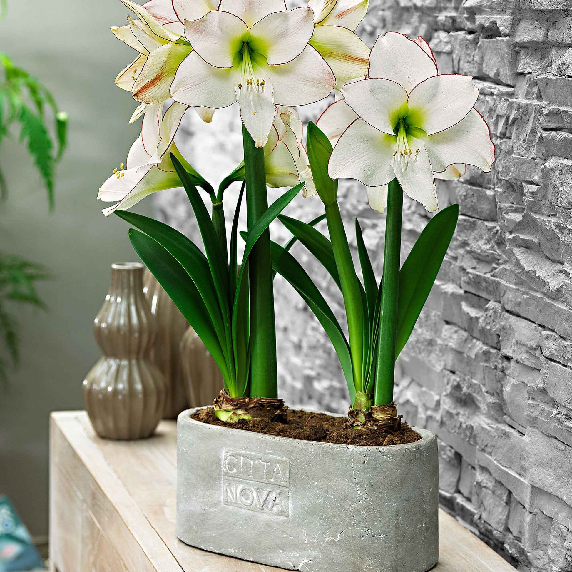 Amaryllis 'Picotee' - Bakker